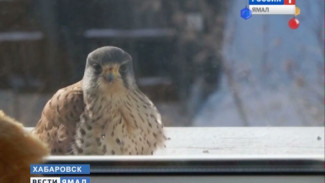 В Хабаровске организовали подкормку для птиц, остающихся зимой в городской черте