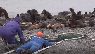 Душераздирающие кадры: волонтеры Сахалина спасли морских котиков от гибели на острове Тюленей