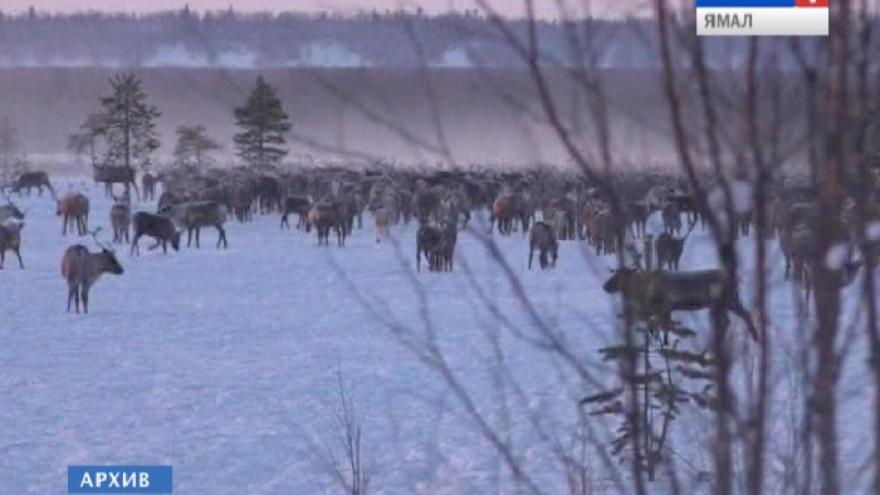 На Ямале  запретят отстрел дикого северного оленя