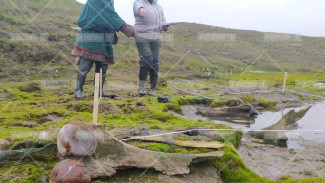 Сенсация: на Ямале вновь нашли останки мамонта ФОТО