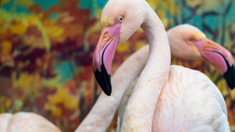 В Красноярском крае нефтяники обеспечили кормом краснокнижных птиц