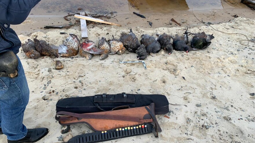 Незаконная охота: на Ямале оштрафовали браконьера за убитых глухарей