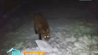 Заполярную деревню в Ненецком автономном округе атакуют… лисы
