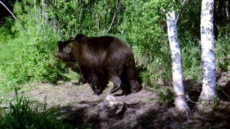 Косолапые под наблюдением: на Ямале началась перепись бурого медведя
