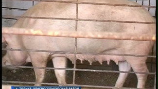 Количество свинок агрофирмы «Толькинская» увеличится почти в два раза. Намечается знатный опорос