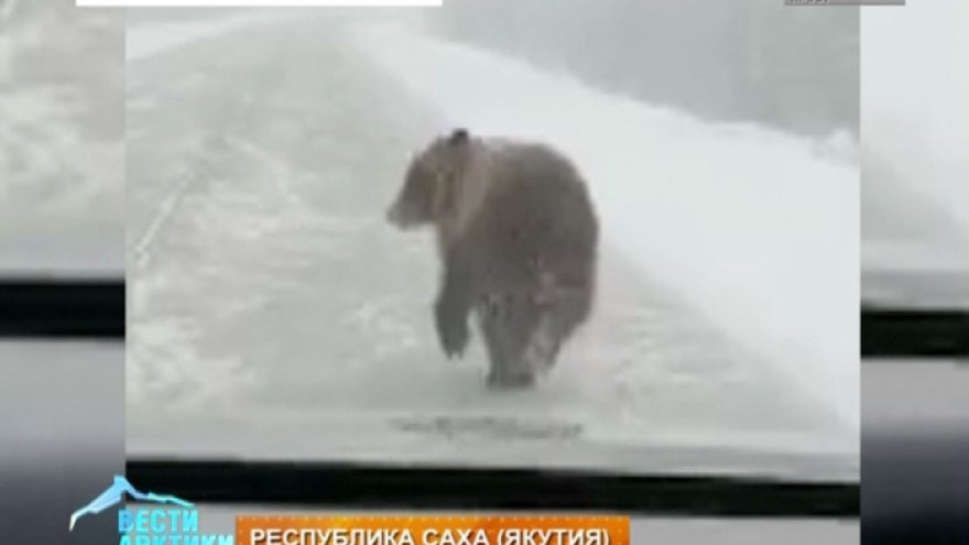 Медведь-циркач разгуливал по дорогам Якутии