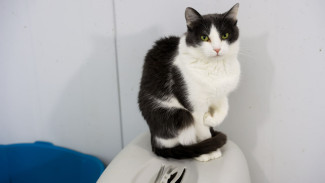 В первый день весны в приютах Ямала пройдет день открытых дверей