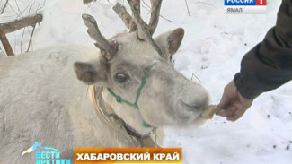 Пастухи Хабаровского края уверены - домашнего оленя можно смело записывать в Красную книгу