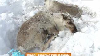 Падеж оленей на Ямале: каковы настоящие причины гибели животных и что делается для того, чтобы это остановить