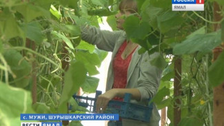 Отважные студенты из Тюмени приехали на Север пахать целину, косить траву и собирать урожай овощей