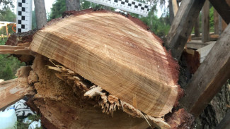 На Ямале подпиленное дерево насмерть придавило мужчину