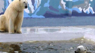 Как в своей стихии: белые медведи якутского зоопарка переехали в более комфортные условия