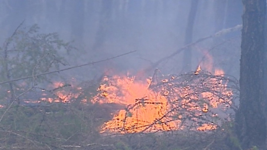 На Ямале зафиксирован лесной пожар