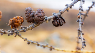 Погода в ЯНАО на 26 апреля: в округе потеплеет до +6 градусов