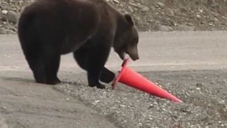 Медвежья жизнь вблизи цивилизации: на Колыме голодные косолапые вышли к людям
