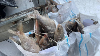 В Надымском районе браконьеры незаконно перевозили крупную партию ценной рыбы