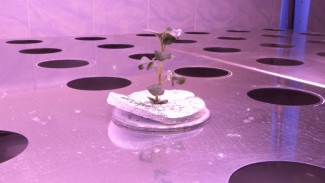 Тюменские селекционеры бьются за картофельный генофонд страны