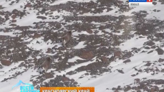 Страна снежных баранов: плато Путорана