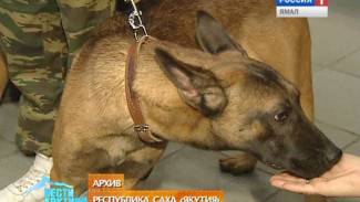 Полиция Якутии отказалась от собак, клонированных в Корее