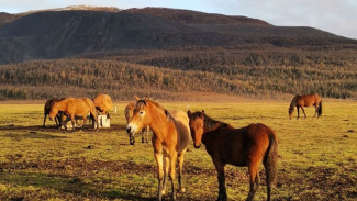 Учёные завершили экспедицию в природный парк «Ингилор»