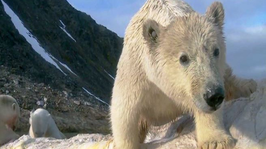 На Чукотке белые медведи в поисках пищи стали кочевать заметно южнее