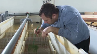 Готовь плавники зимой: задел на будущий сезон создает «форелевый король» из Надыма