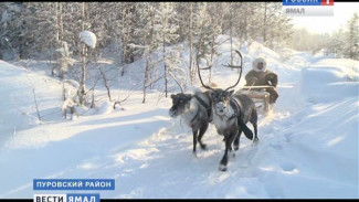 День оленевода - совсем скоро! У северян особое отношение к этому событию - это праздник встреч и общения