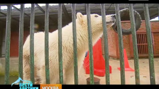 Спасенному в Якутии медвежонку выбрали имя. А еще у крохи теперь комфортабельный вольер