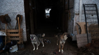 Салехардцы спасают переполненный приют от грязи