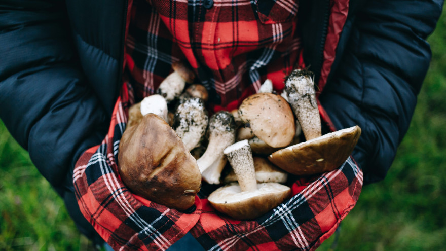 На Ямале все чаще теряются грибники: список вещей, которые помогут избежать беды 