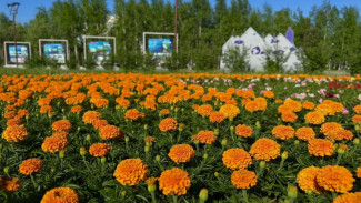 Гидрометцентр прогнозирует аномально теплый июль в ЯНАО