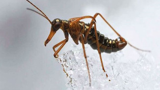 Тюменские ученые обнаружили насекомых, способных переносить сильные морозы