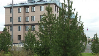 Тысячелетние великаны тянутся к свету: сибирские кедры покоряют Ямал