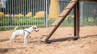 В Новом Уренгое обустроят площадки для выгула собак