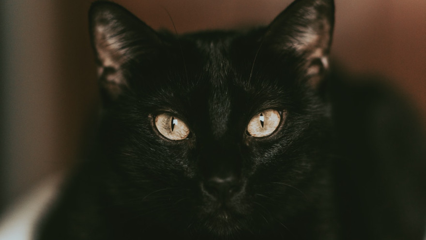Не отдавайте черных кошек. Ямальские волонтеры предупреждают об опасности