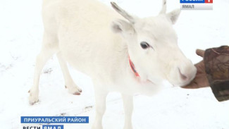 Популяция лося на Ямале сократилась вдвое. Как противодействуют лесному беззаконию