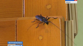 Откуда на Ямале «жуки-усачи», и приносит ли пользу борьба с насекомыми?