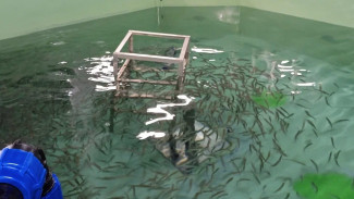 На Ямале научатся «узнавать» муксуна по рисунку чешуи