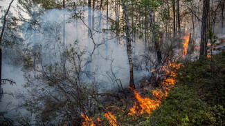 В Надымском районе действуют три лесных пожара 
