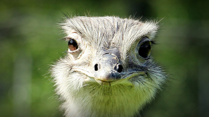 «Пока для красоты»: агрофирма «Толькинская» обзавелась парой страусов