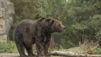 Время охоты: с 1 августа на Ямале начинается добыча бурого медведя