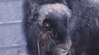 Ямальские овцебыки создадут новое семейство в Предуралье