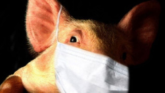 На Ямале подтверждено девять случаев свиного гриппа