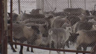 78% оленей Тазовского района уже привиты от сибирской язвы