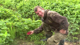 Всё по закону: гектарщиков Дальнего Востока амнистировали