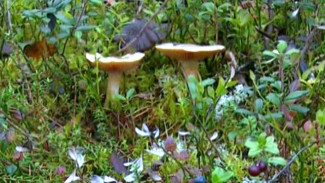 Рекомендуются не всем: на Ямале участились случаи отравления грибами