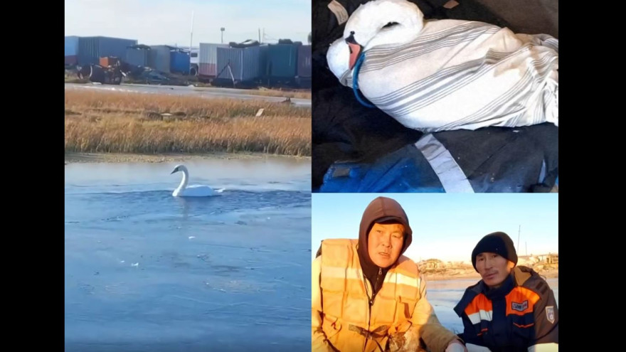 В Тазовском районе спасли раненого лебедя из ледяного плена