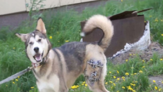 Ямальской собаке, которую выбросили из окна 8 этажа, установили аппарат Илизарова (ВИДЕО)