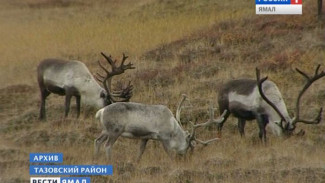 Косолапые нападают на рогатых. В Тазовском районе голодные медведи задрали более 20 оленей