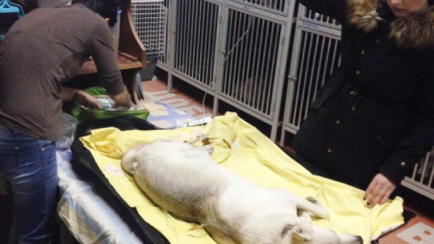 В Надыме живодеры забили до смерти беременную собаку